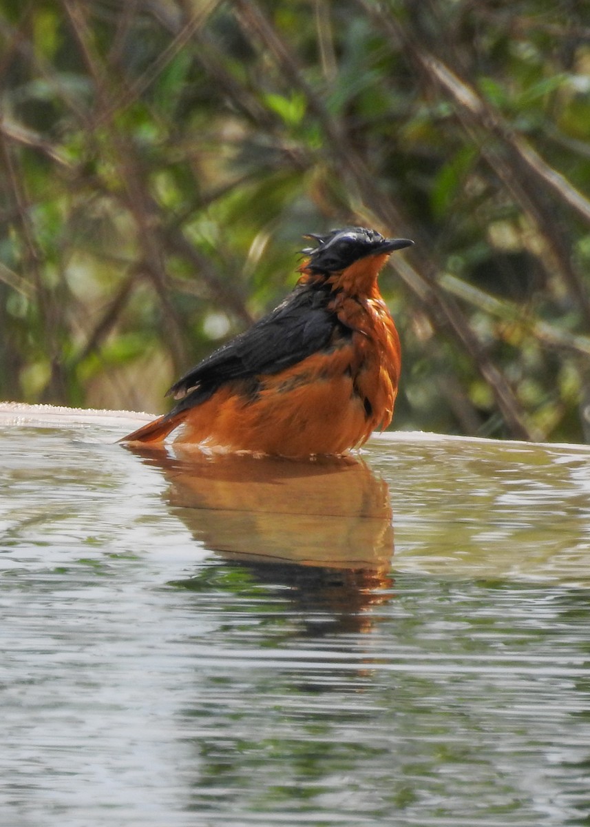 White-browed Robin-Chat - ML357177501