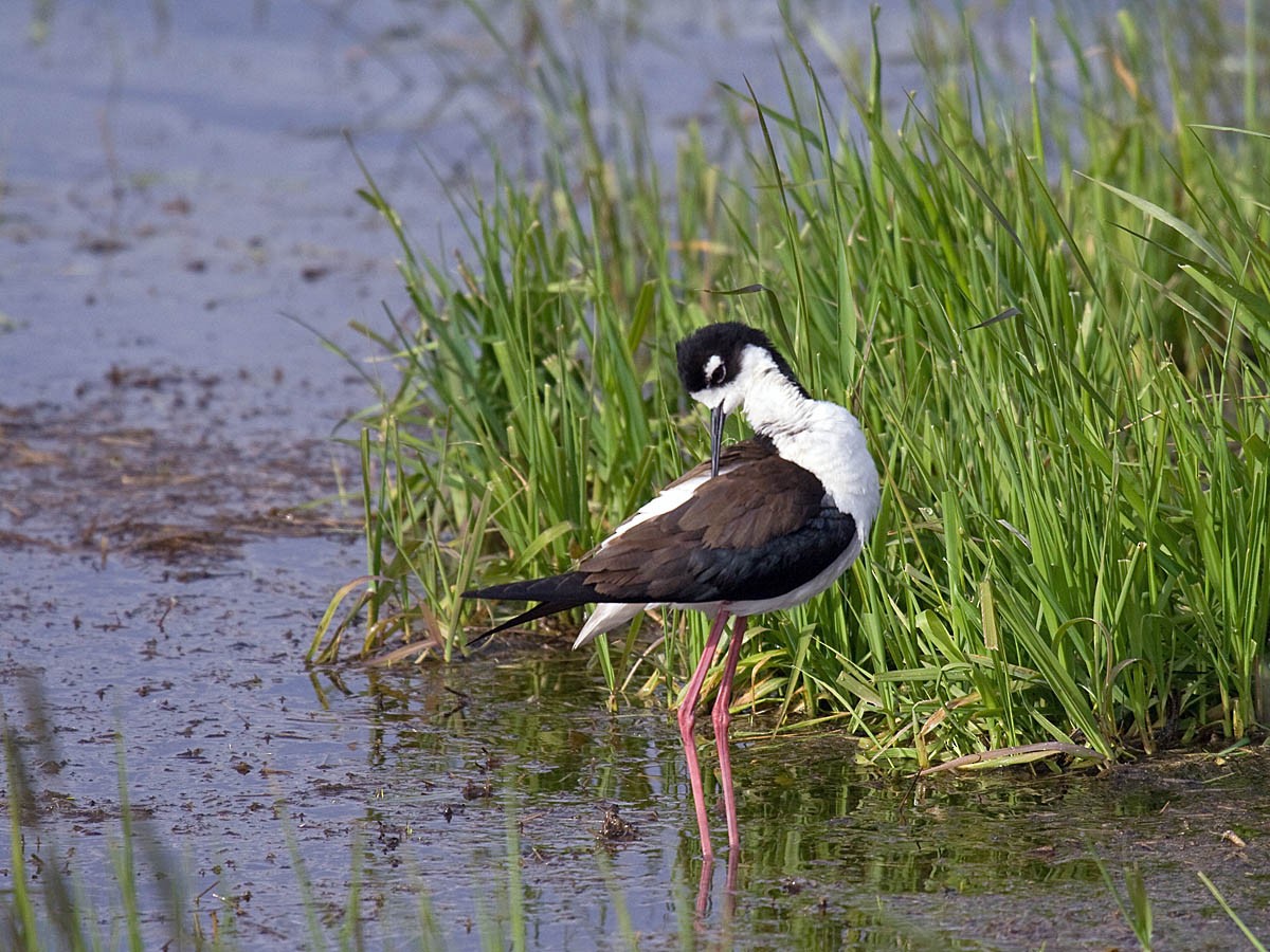 Black-necked Stilt - ML35717831