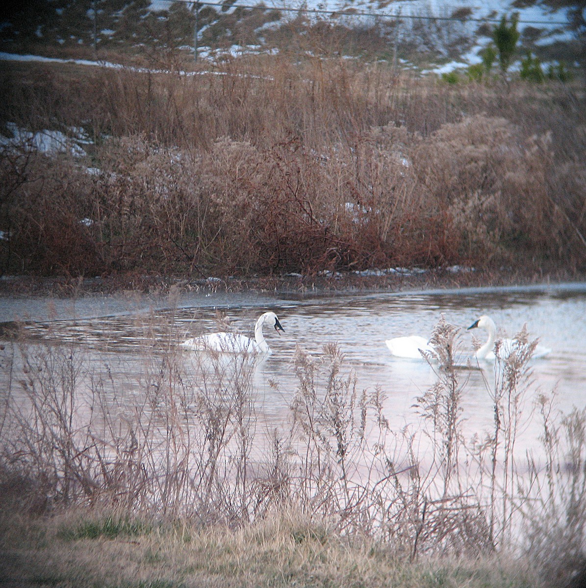 Trumpeter Swan - ML35717841