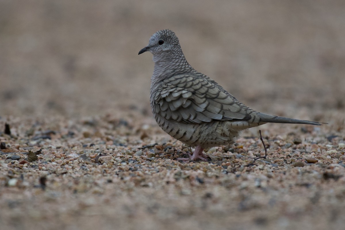 Inca Dove - Josiah Verbrugge