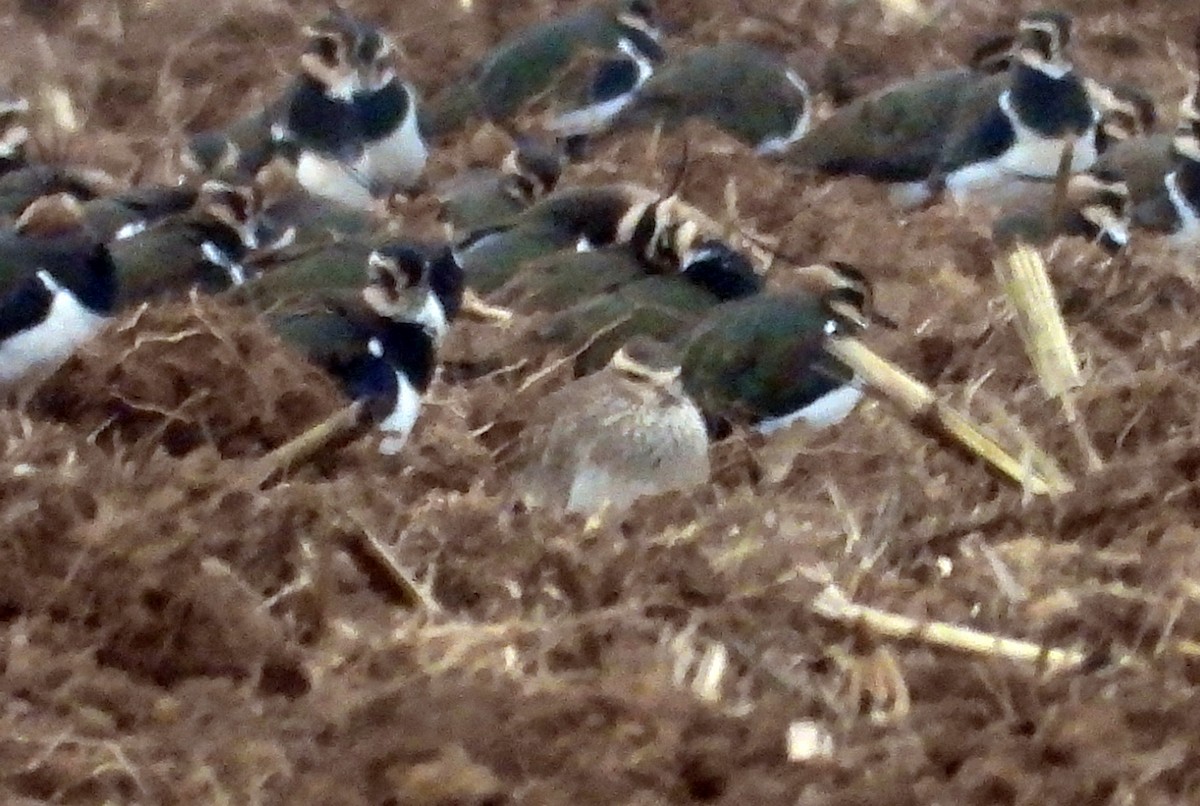 Sociable Lapwing - ML357182561