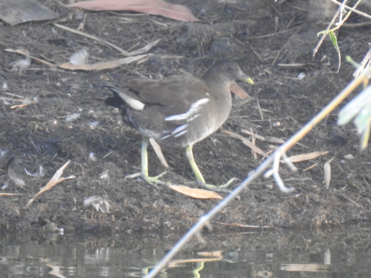 Eurasian Moorhen - KARTHIKEYAN R