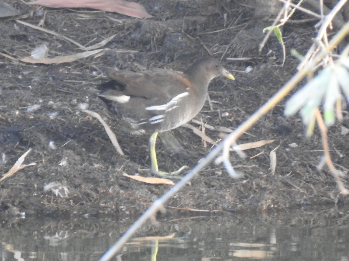 Eurasian Moorhen - KARTHIKEYAN R