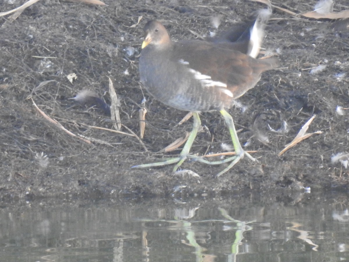 Eurasian Moorhen - KARTHIKEYAN R