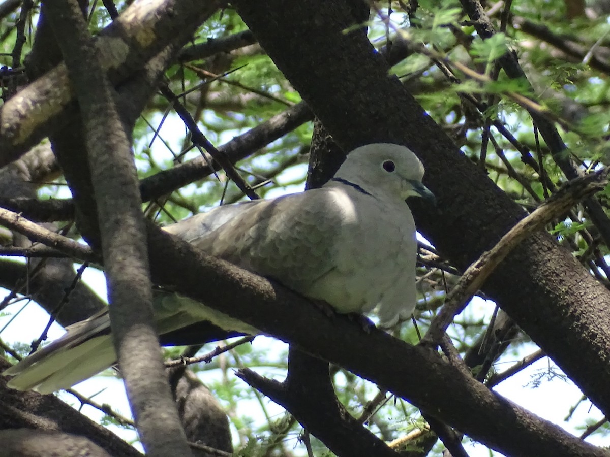 Eurasian Collared-Dove - Sakthi Chinnakannu