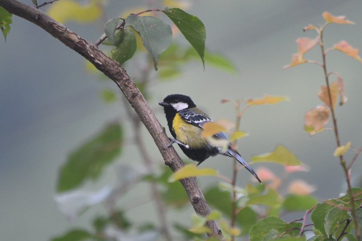 Green-backed Tit - ML357185881