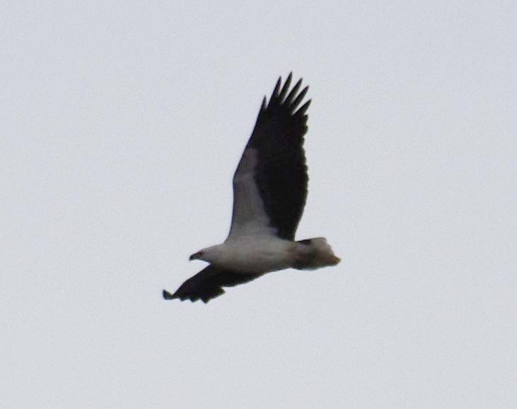 White-bellied Sea-Eagle - ML357186751