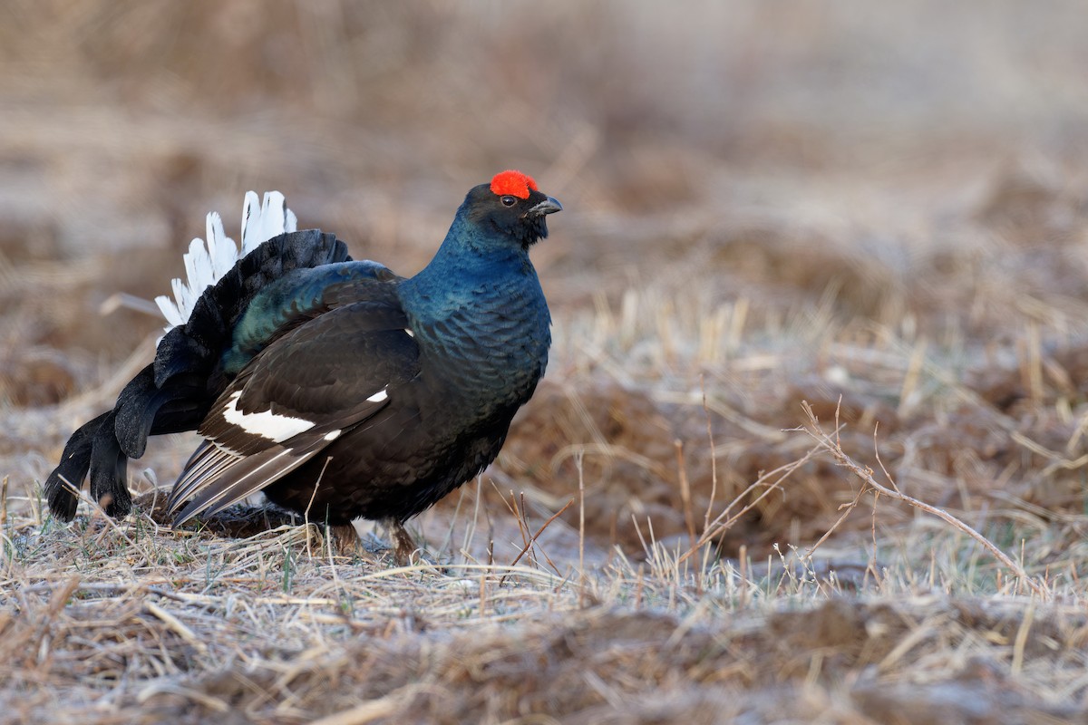 Black Grouse - ML357188381