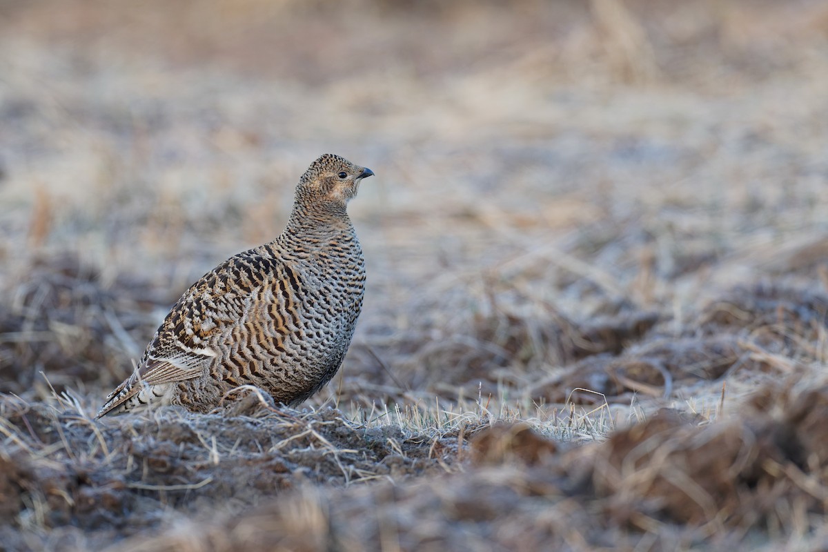 Black Grouse - Vincent Wang