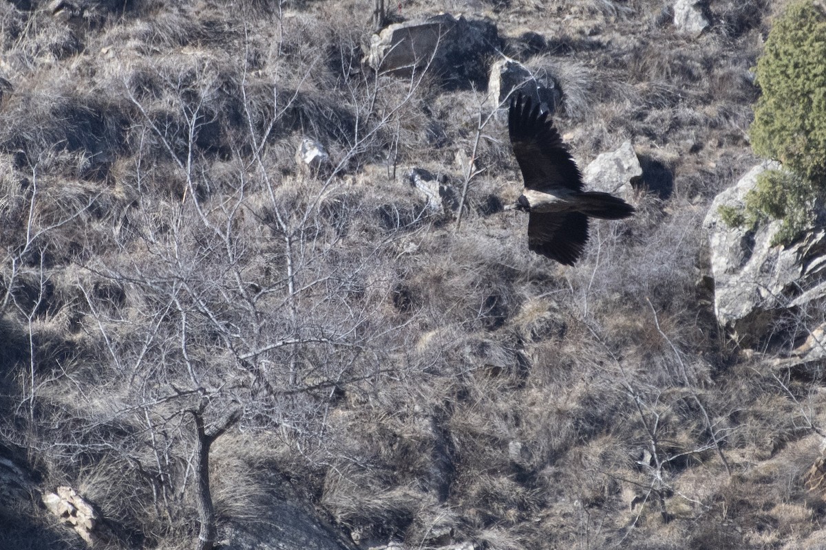 Ооч ёл - ML357189541