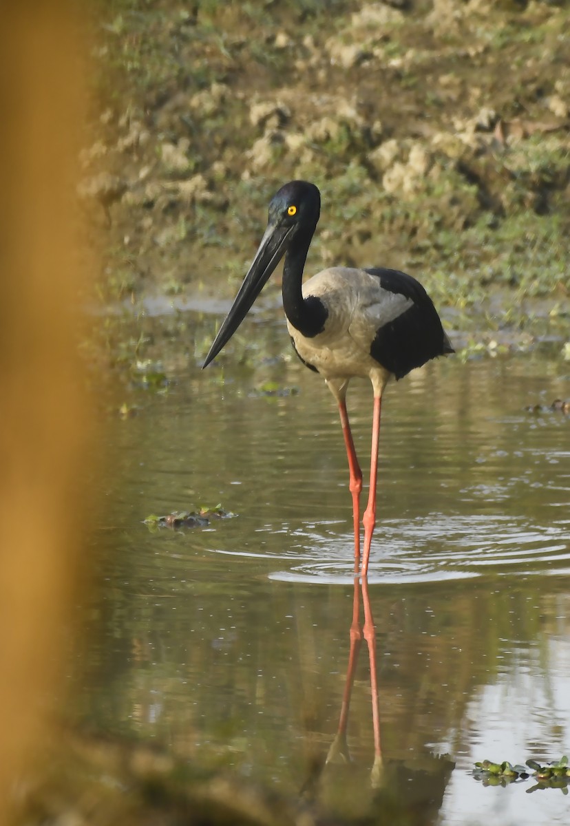 Black-necked Stork - Savithri Singh