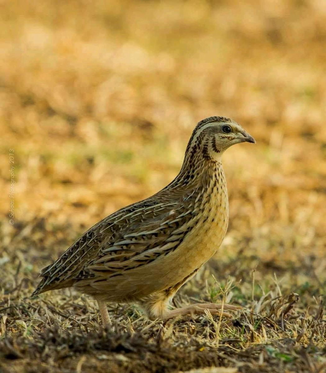 Common Quail - ML357192331