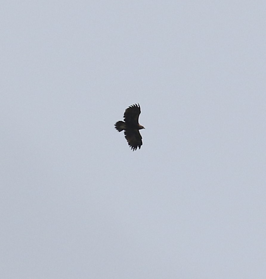 Indian Spotted Eagle - ML357192881