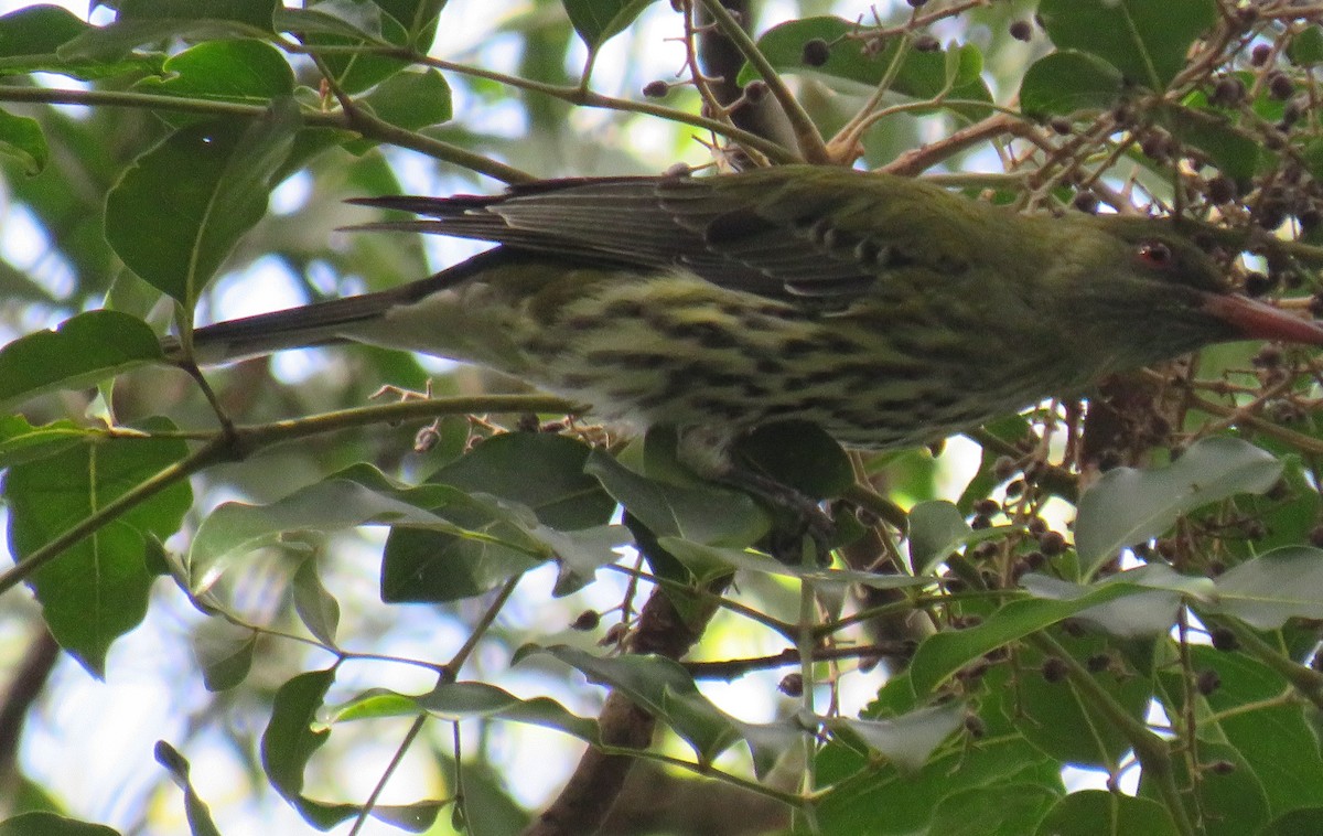 Olive-backed Oriole - ML357194041