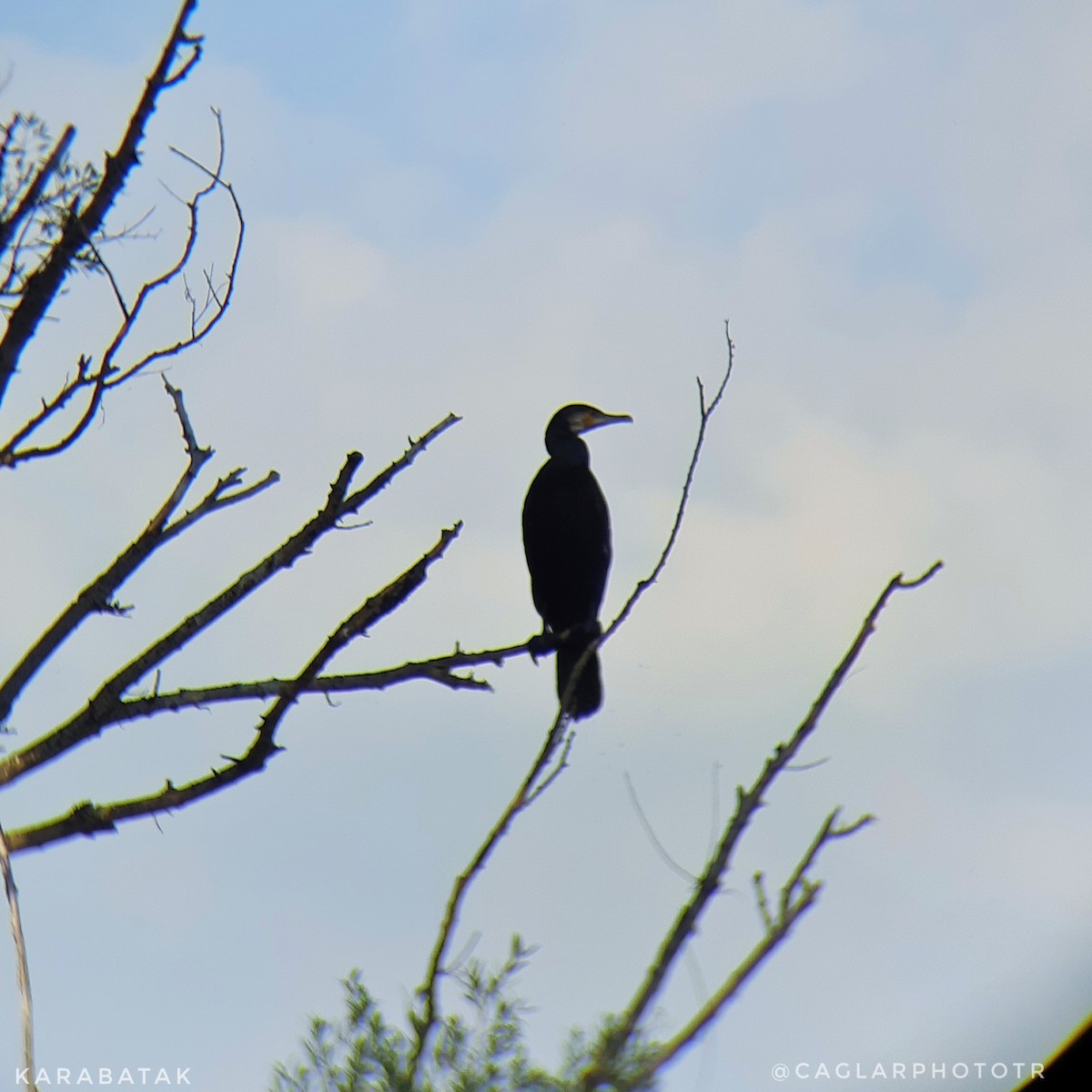 Great Cormorant - ML357194261