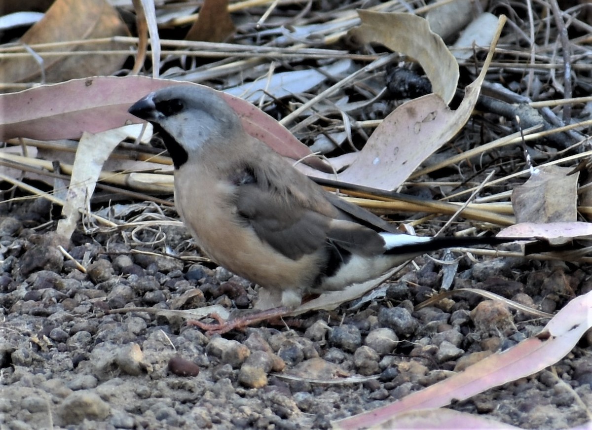 Long-tailed Finch - ML357195381