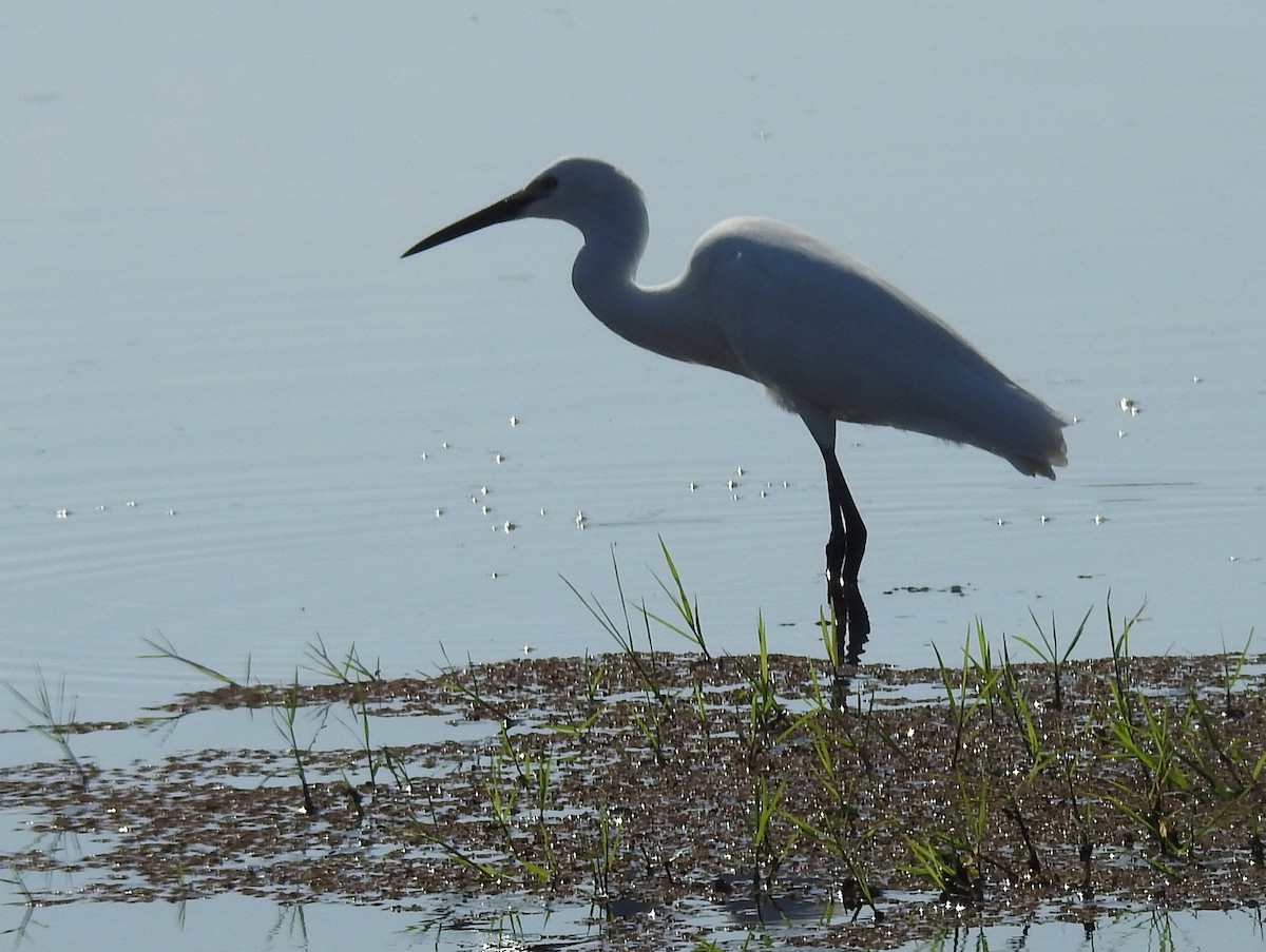 Little Egret (Western) - ML357195401