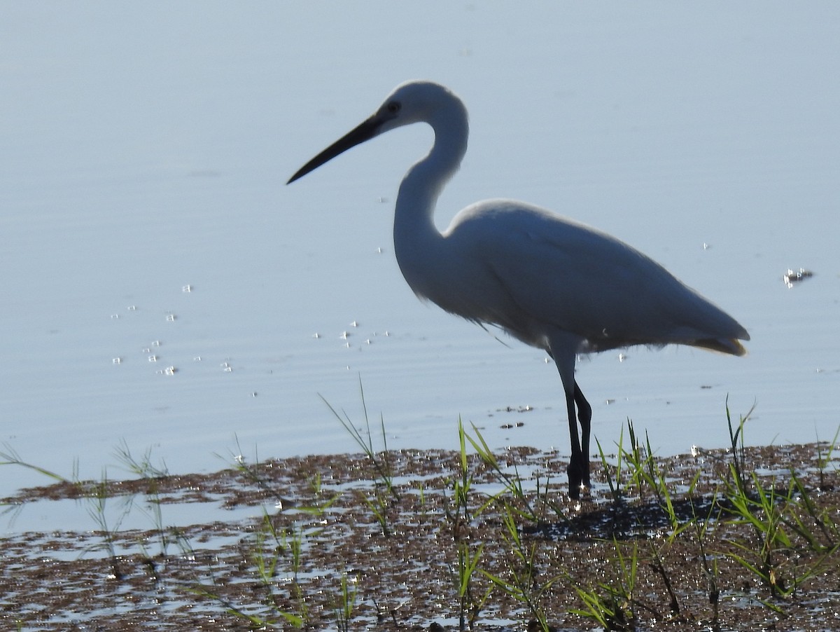 Little Egret (Western) - ML357195411