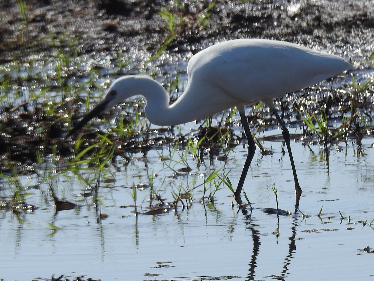 Little Egret (Western) - ML357195431