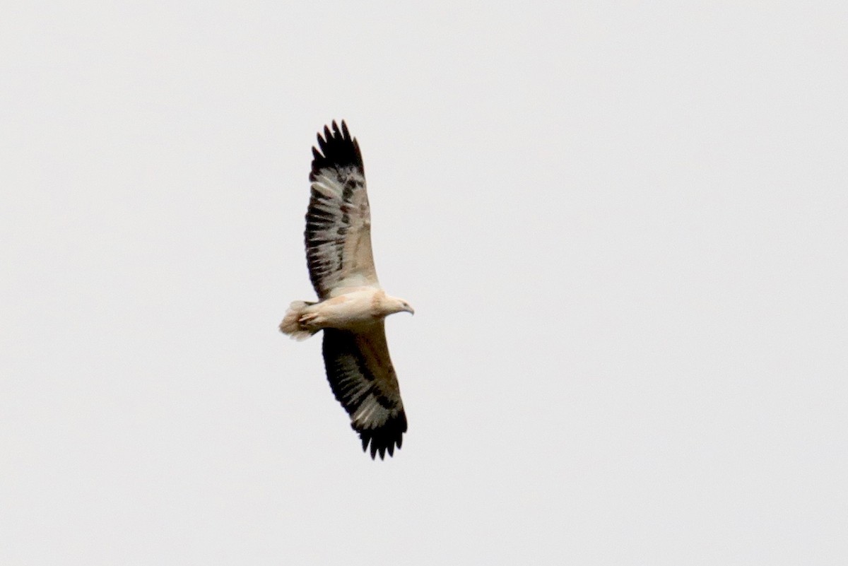 White-bellied Sea-Eagle - ML357195791