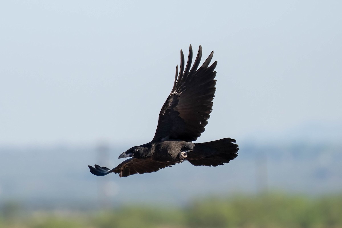 Chihuahuan Raven - ML357196721