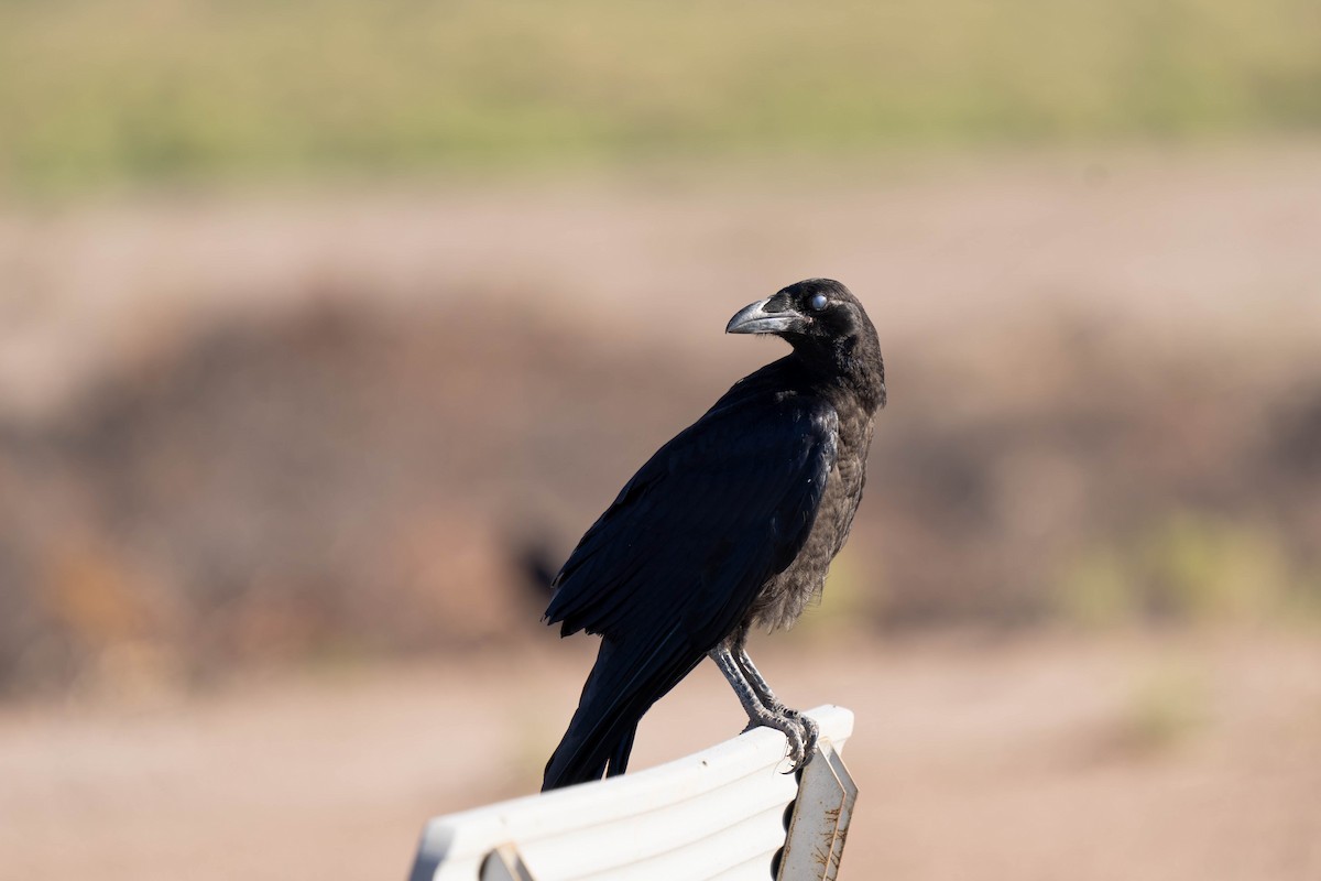 Chihuahuan Raven - ML357196731