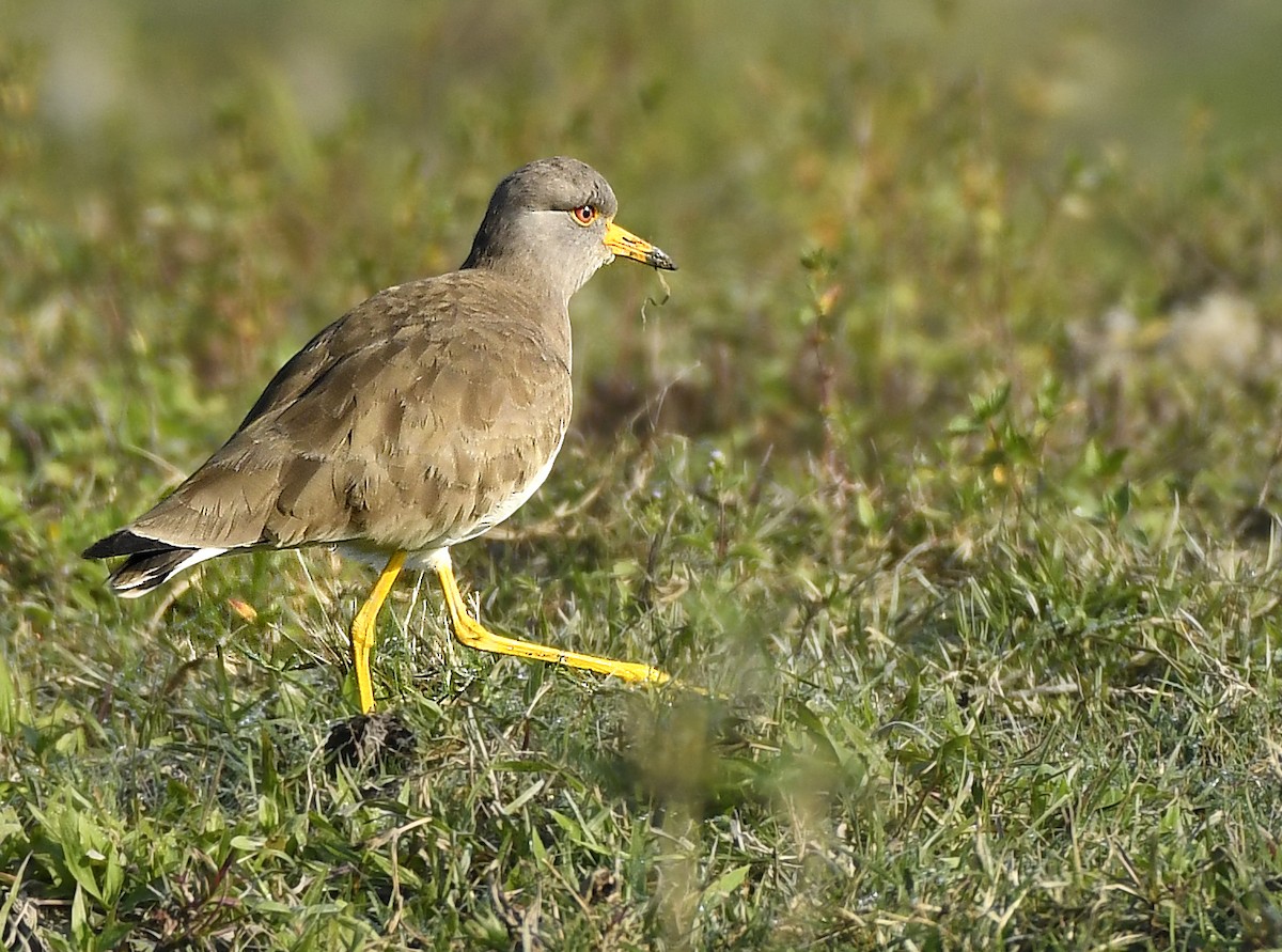 Gray-headed Lapwing - ML357198771