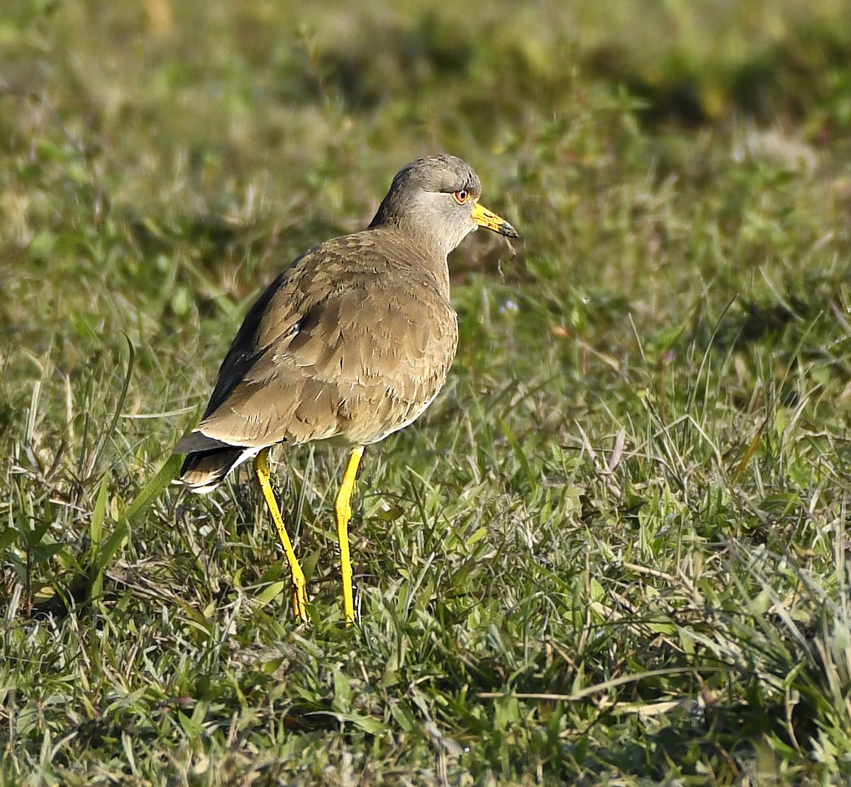 Gray-headed Lapwing - ML357198781