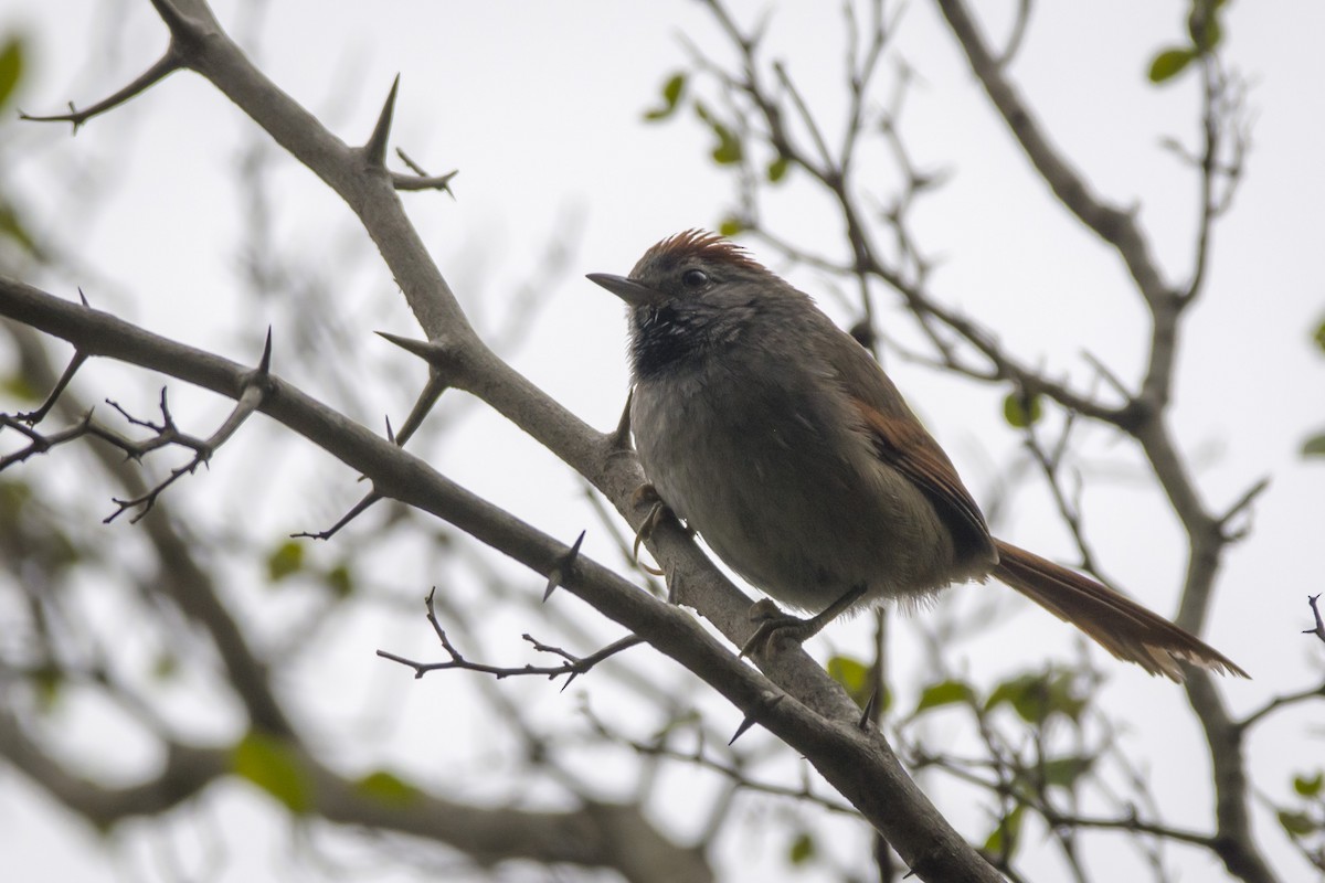 Sooty-fronted Spinetail - ML357199361