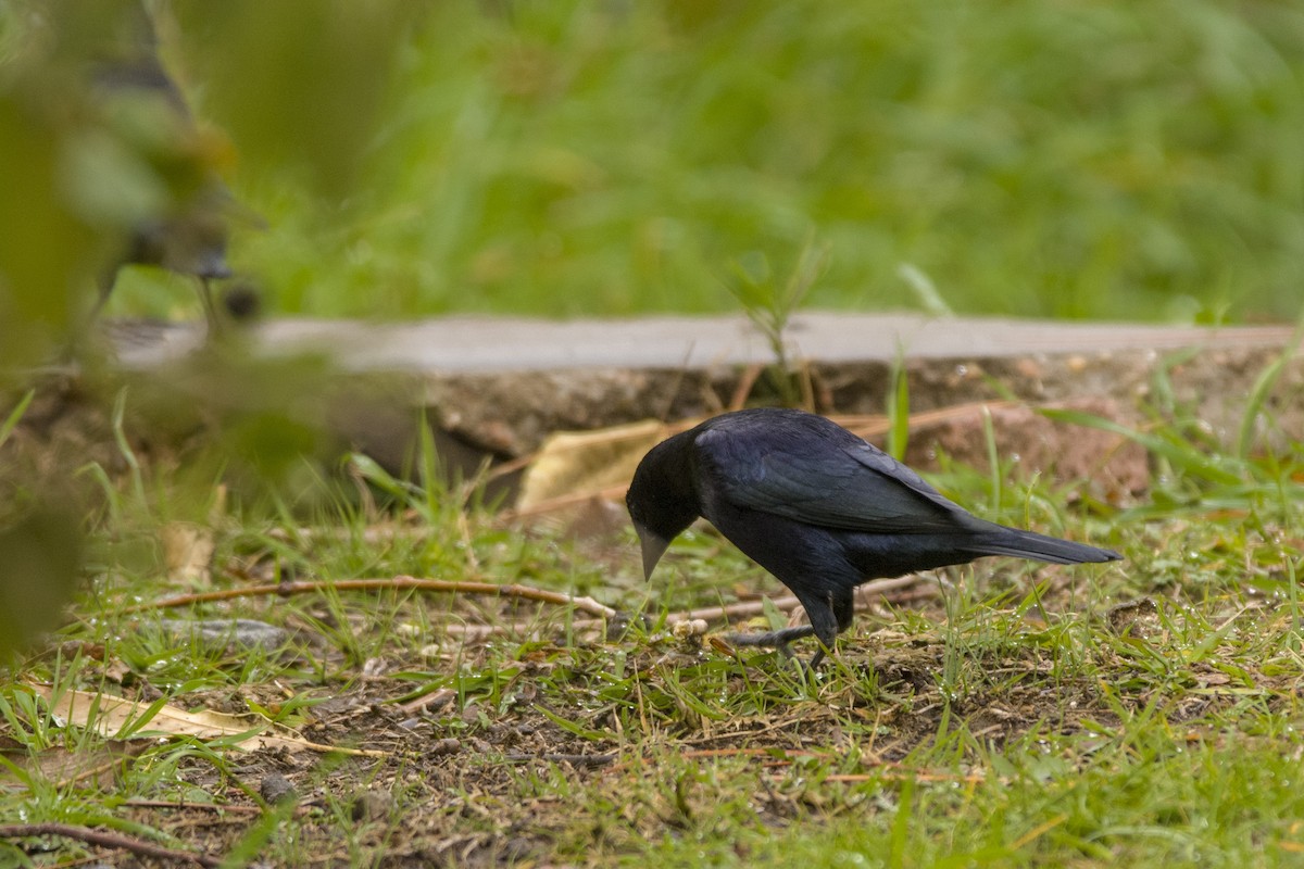 Shiny Cowbird - ML357199661