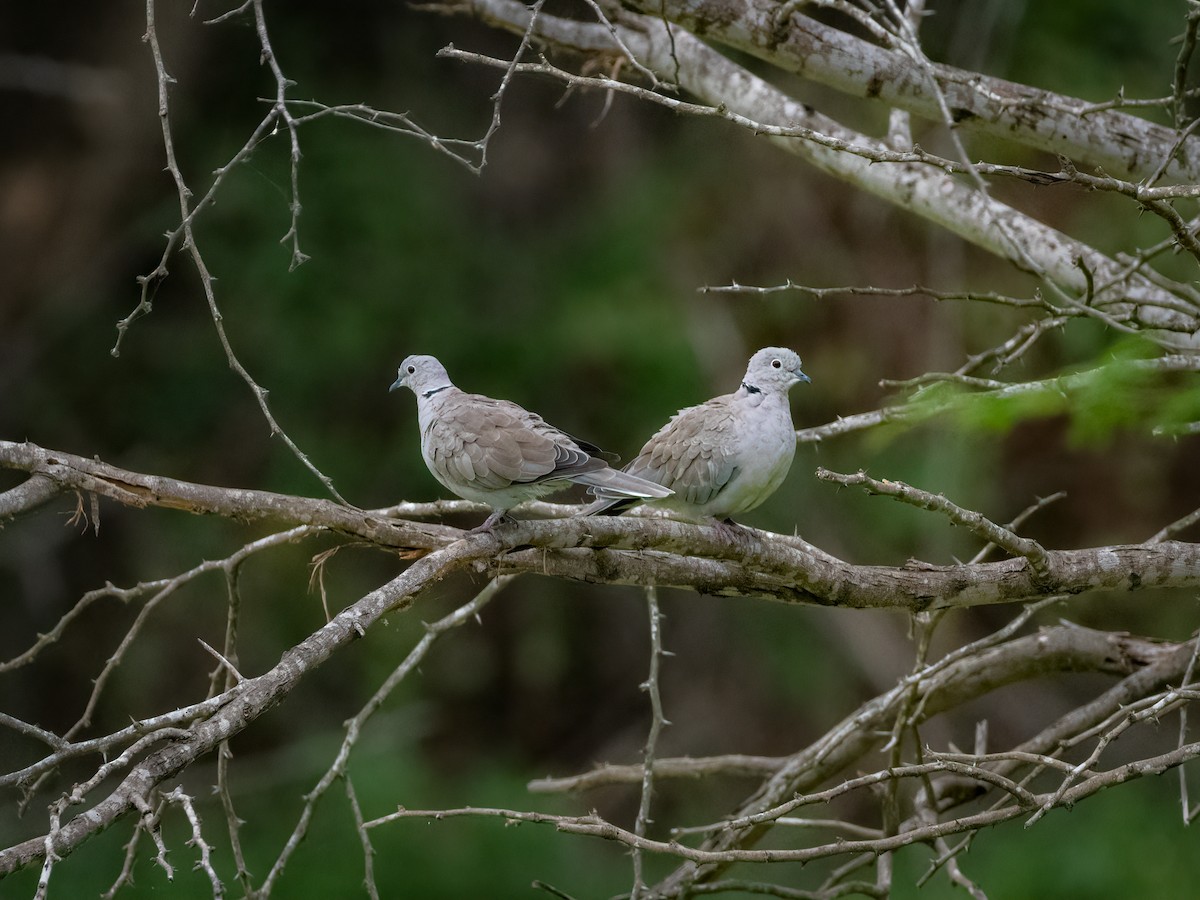 Eurasian Collared-Dove - Sharang Satish
