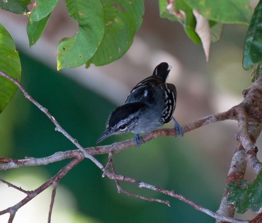 Dugand's Antwren - David Krueper