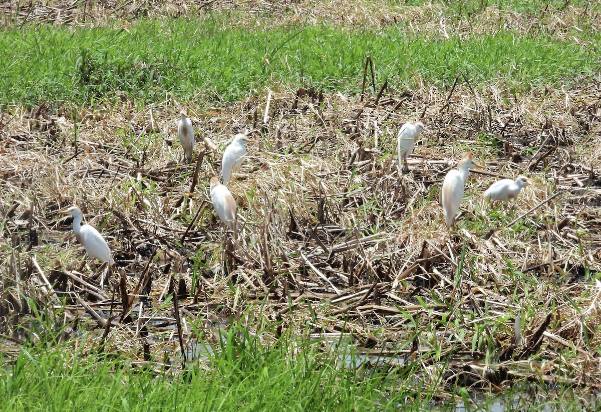 ニシアマサギ - ML357200201