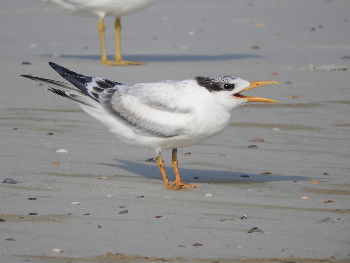 Sandwich Tern - Shane Carroll