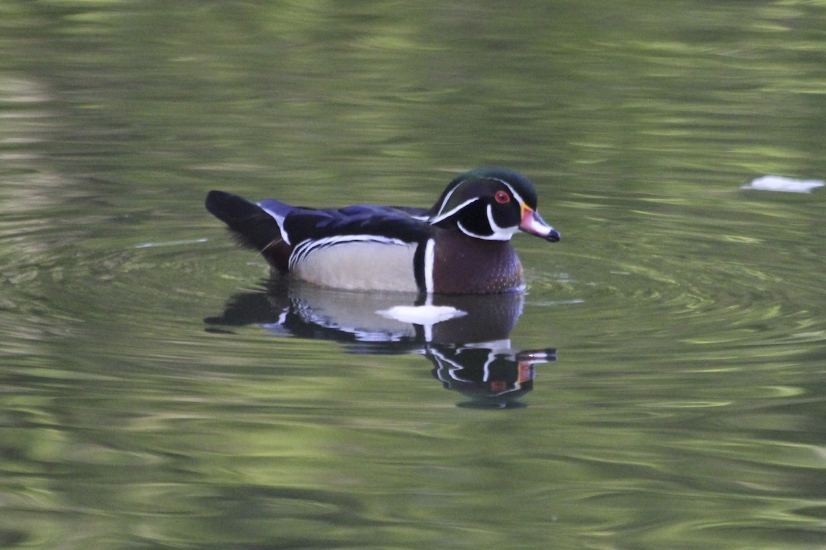 Wood Duck - ML35720131