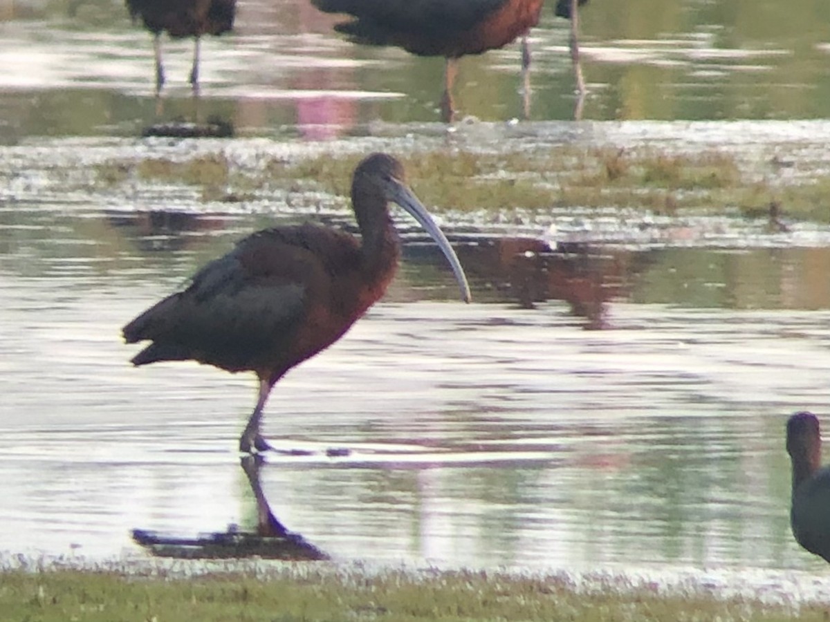 ibis americký - ML357202311