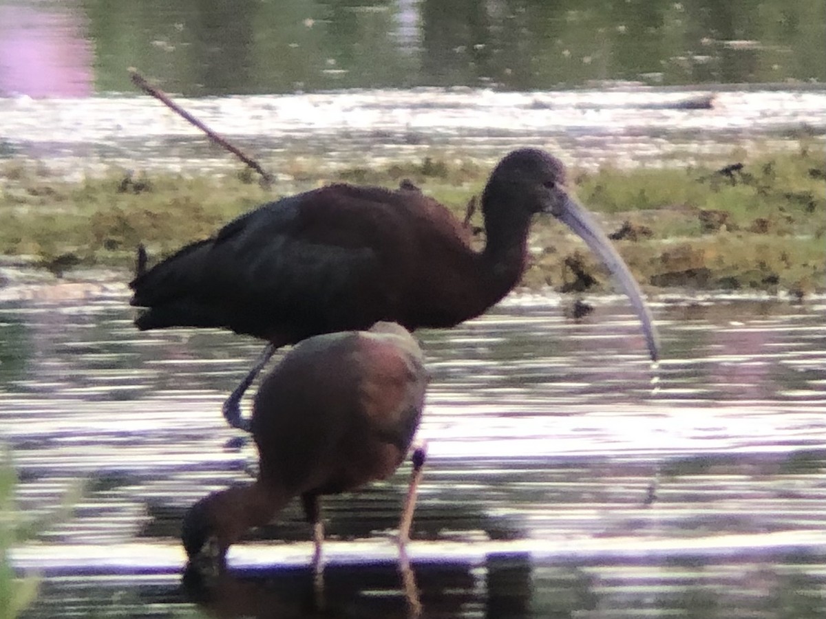 Ibis à face blanche - ML357202331