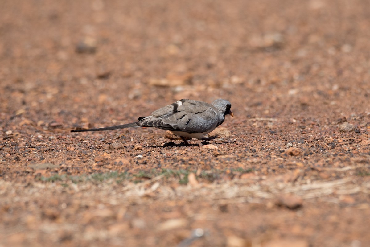 Tortolita Rabilarga - ML357202481