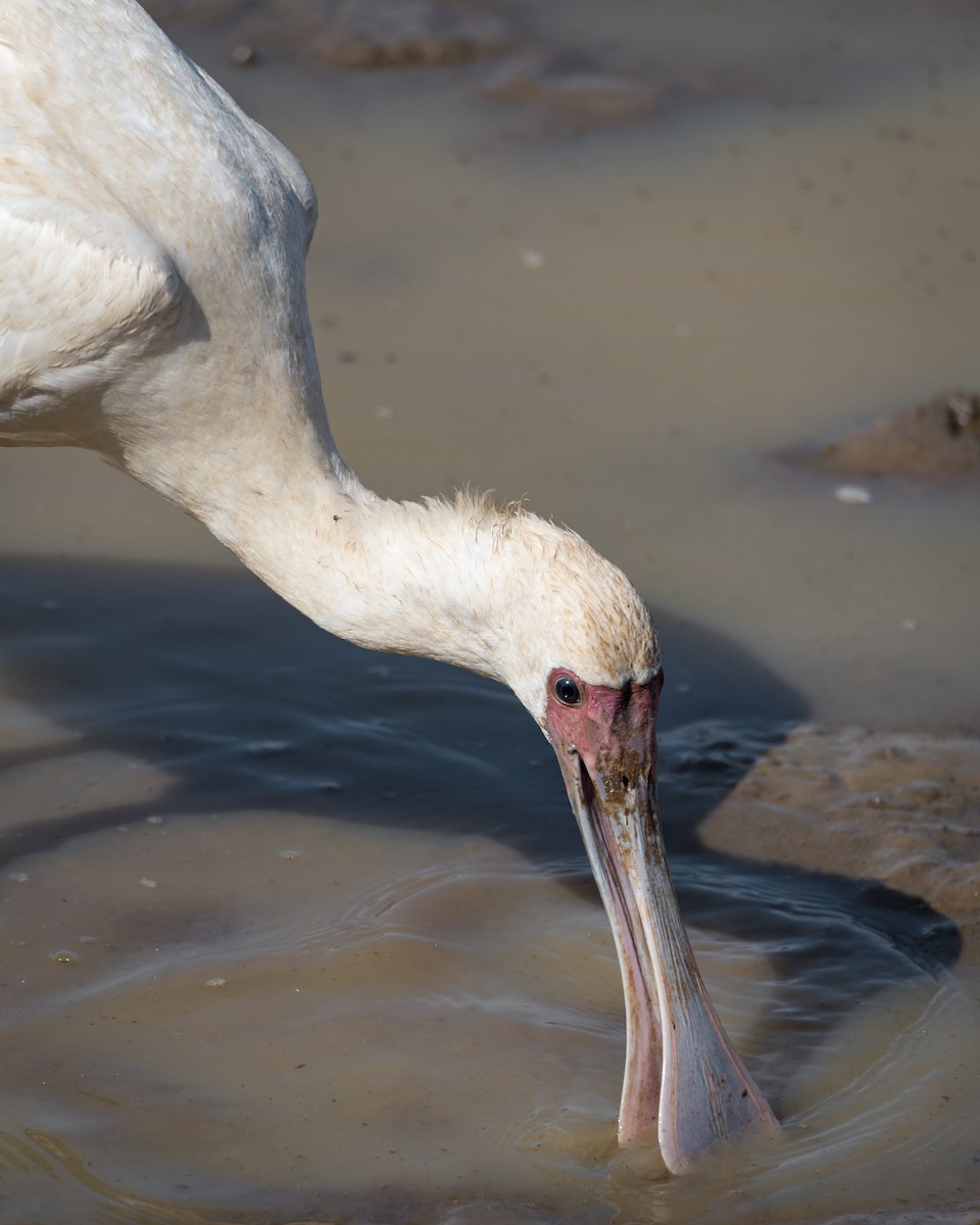 African Spoonbill - Alistair Routledge