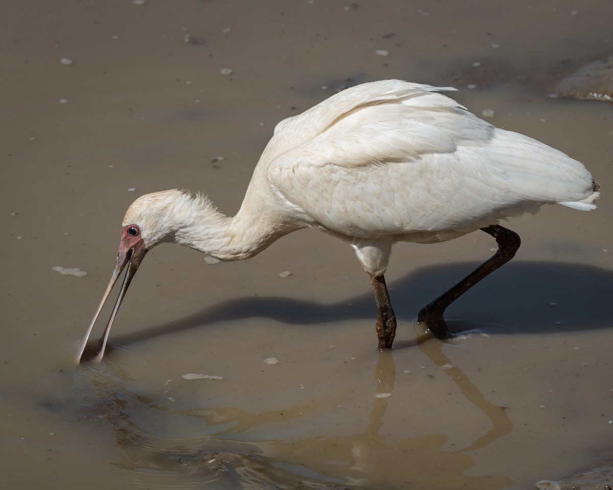 African Spoonbill - Alistair Routledge