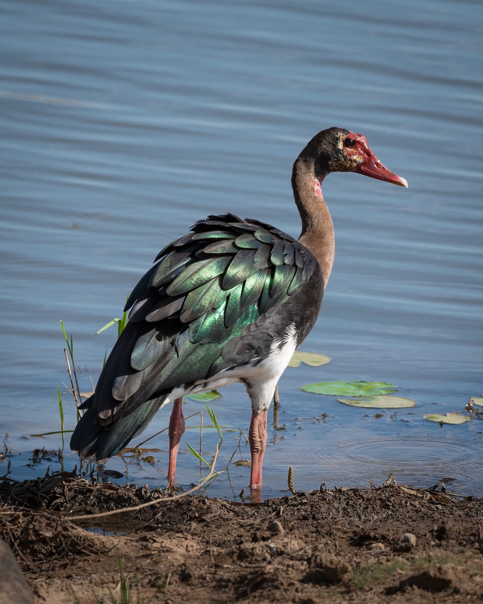 Spur-winged Goose - ML357203851