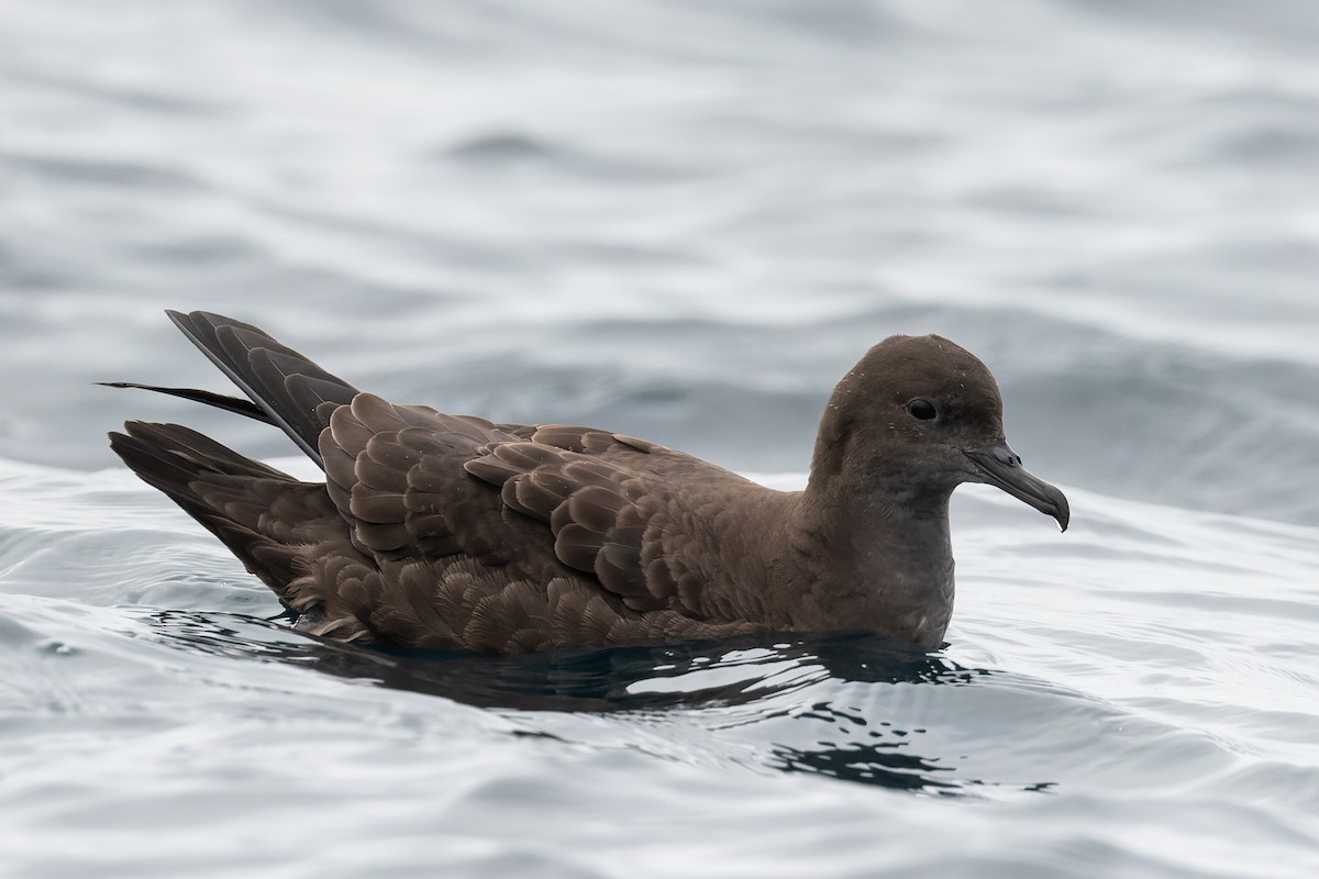 Sooty Shearwater - ML357206171