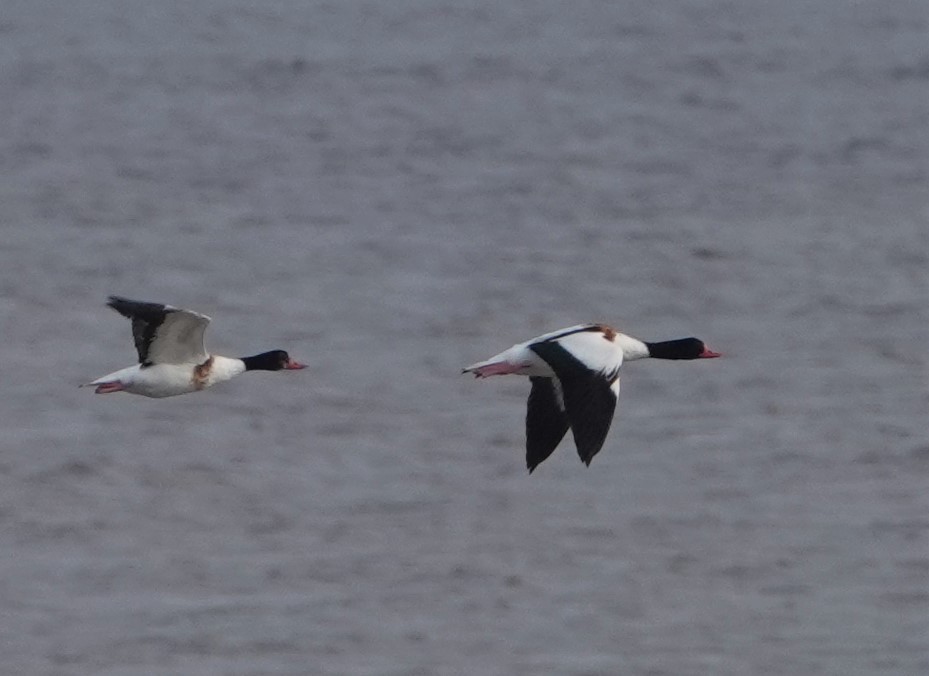 Common Shelduck - ML357206391