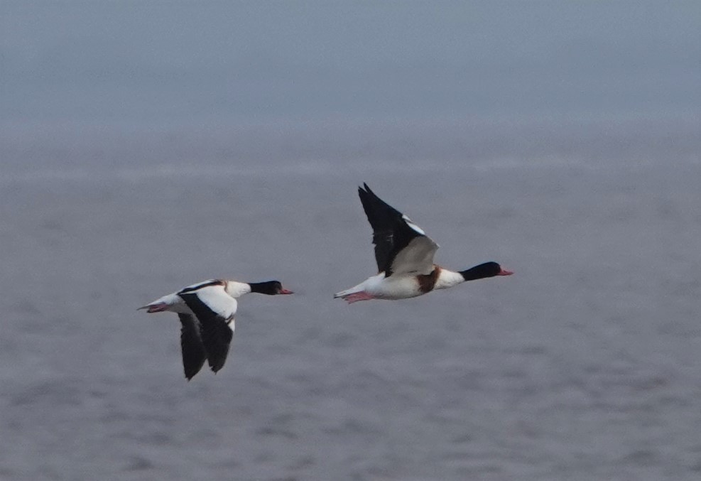 Common Shelduck - ML357206401