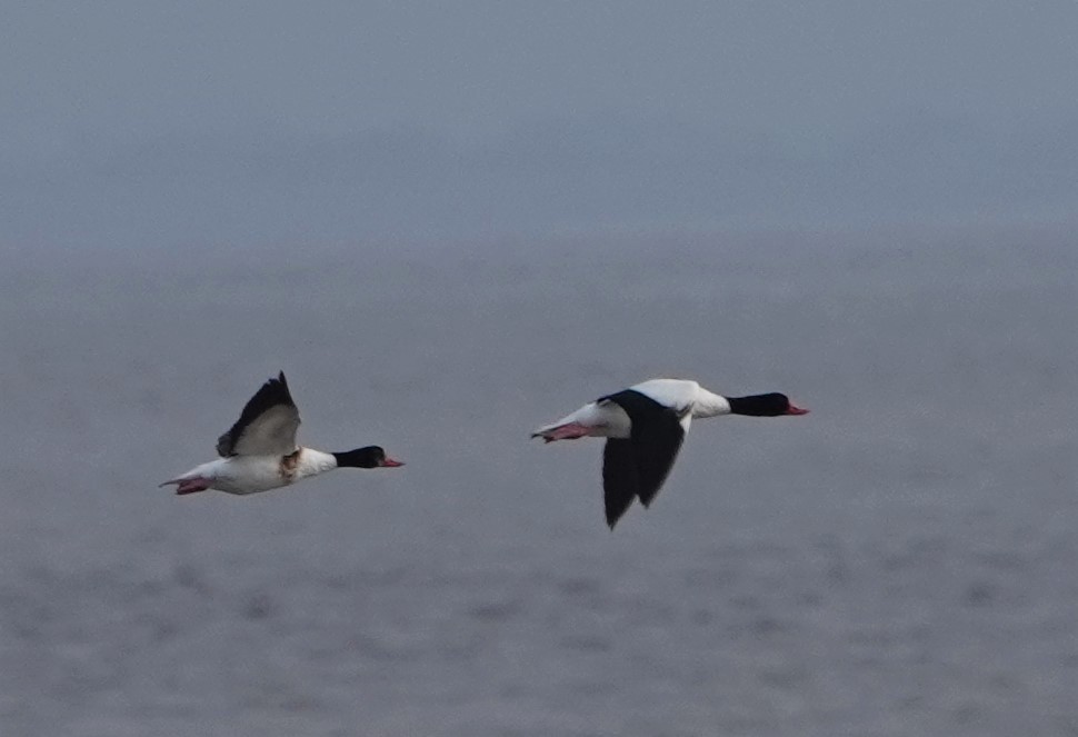 Common Shelduck - ML357206411