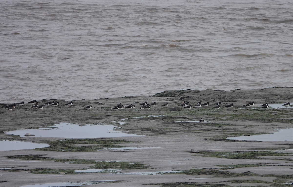 Eurasian Oystercatcher - ML357206451