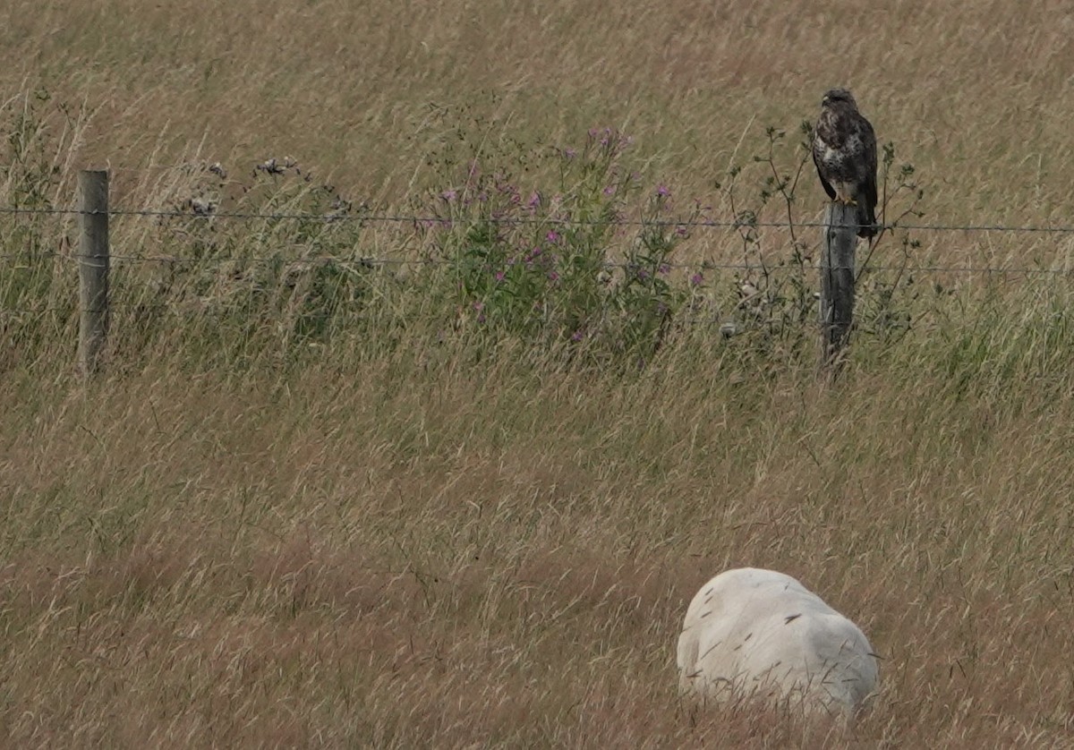 Common Buzzard - ML357206491