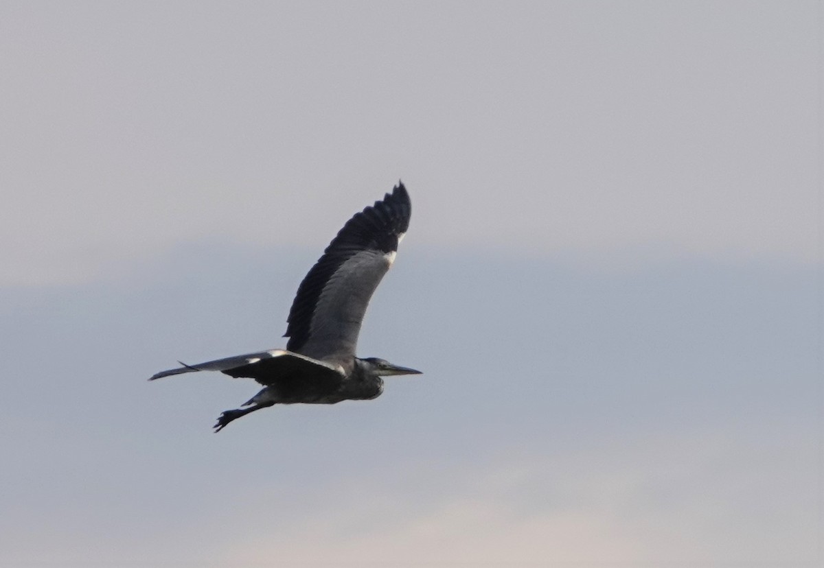 Gray Heron - ML357206501