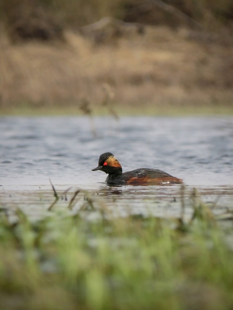 Eared Grebe - ML357206521