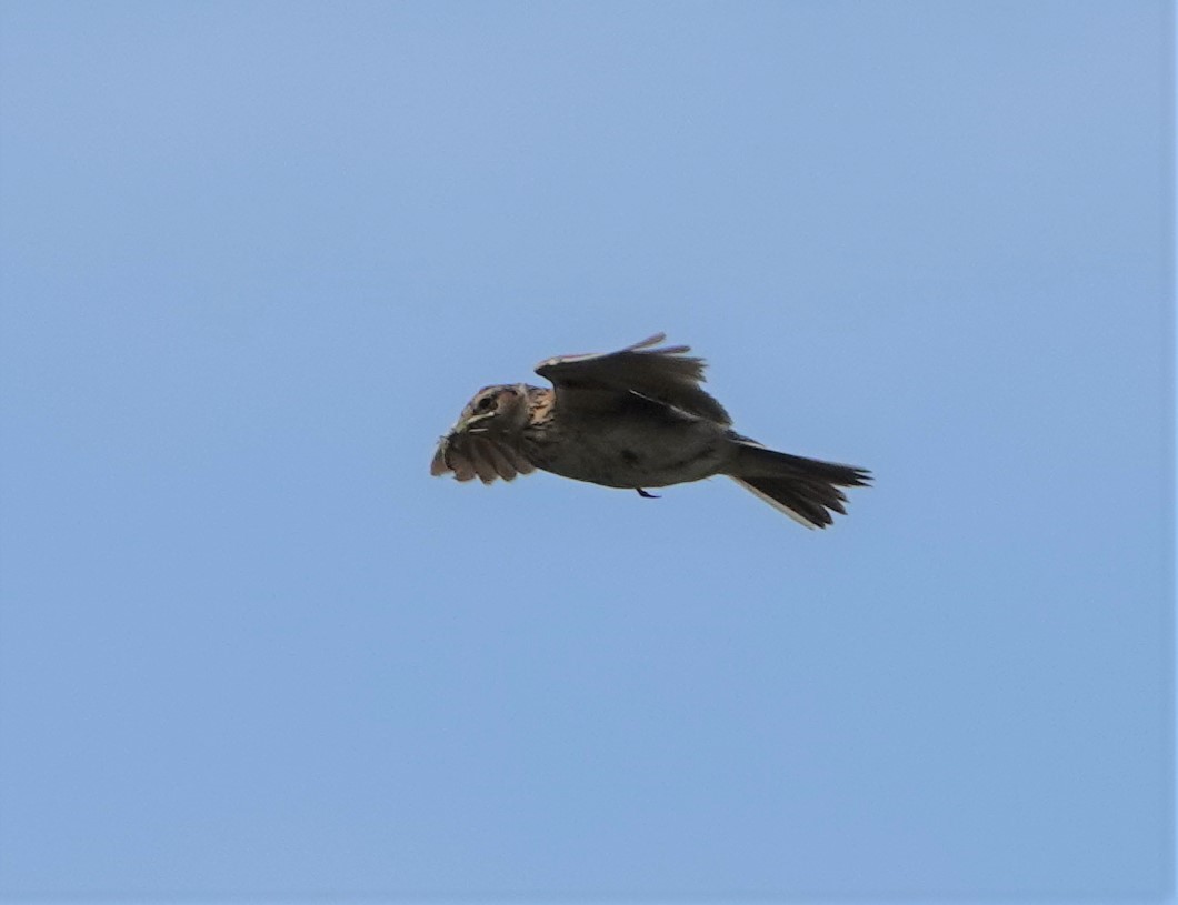 Eurasian Skylark - ML357206551